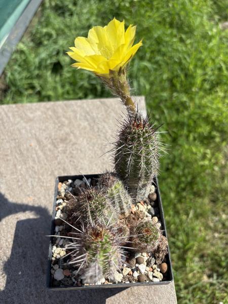 Echinopsis aurea v shaferi